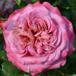 Саджанці троянди Агнес Шиллінгер