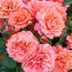 Саджанці троянди Августа Луїза