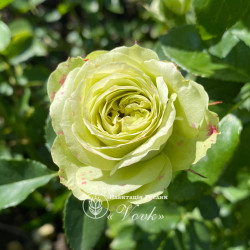 Саджанці троянди Лавлі Грін