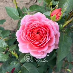 Саджанці троянди Романтик Антик