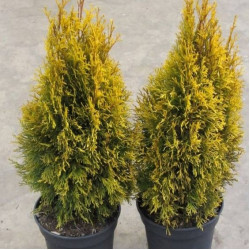 Саджанці туї Golden Smaragd (Голден Смарагд)
