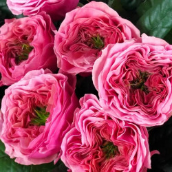 Саженцы розы Кантри Гарден