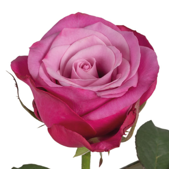 Саджанці троянди Принц Персії