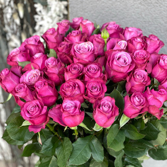 Саженцы розы Принц Персии