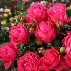 Саженцы розы Чери Леди