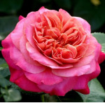 Саджанці троянди Сурір де Довіль