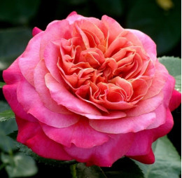 Саженцы розы Сурир де Довиль