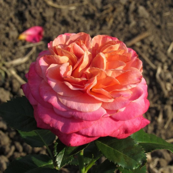 Саджанці троянди Сурір де Довіль