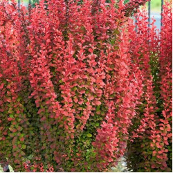 Саженцы барбариса Red Pillar (Ред Пиллар)