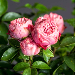 Саджанці троянди Плейфул Рококо