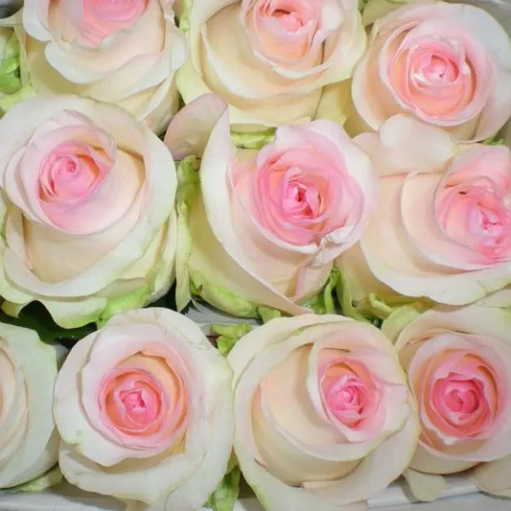 Саджанці троянди Сеньйоріта