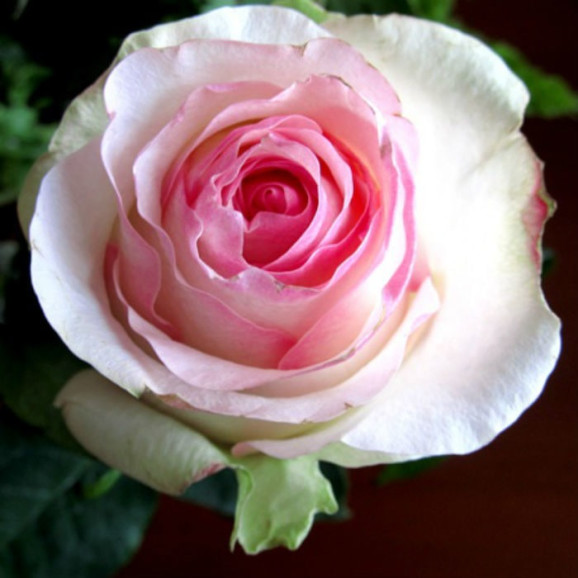 Саженцы розы Сеньорита