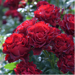 Саджанці троянди Омаж а Барбара