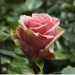 Саджанці троянди Джеральдіна (Геральдіно)