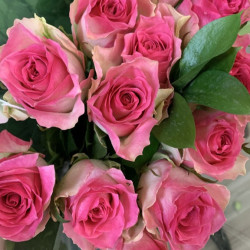 Саженцы розы Малибу