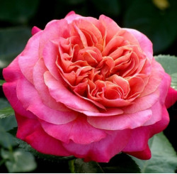 Саженцы розы Сурир де Довиль