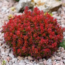 Саженцы барбариса Karlik (Карлик)