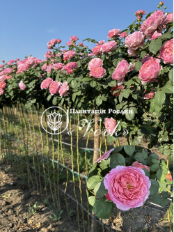 Саджанці троянди Айсфогель на штамбі