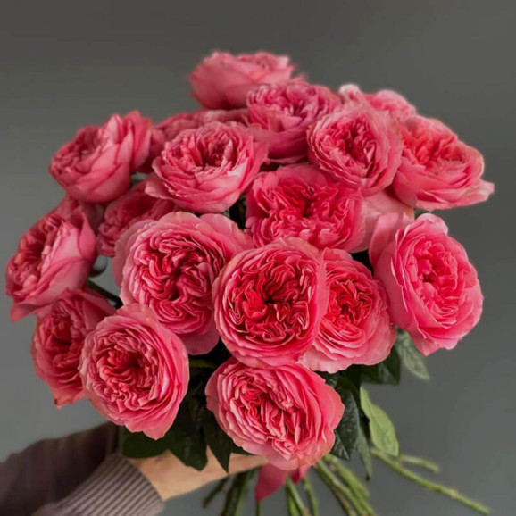 Саджанці троянди Пінк Експрешн