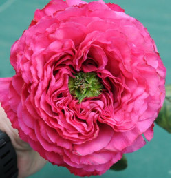 Саженцы розы Принцесса Киши