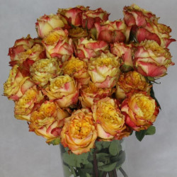 Саженцы розы Санмастер Дарк