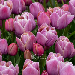 Луковицы тюльпана Blue Heaven