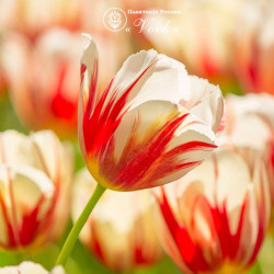 Цибулини тюльпану Carnaval De Rio