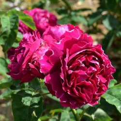 Саджанці троянди Барон Жирон Де Лайон