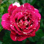 Саджанець троянди Пістрява Фантазія