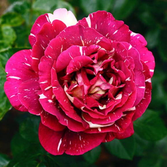 Саджанець троянди Пістрява Фантазія