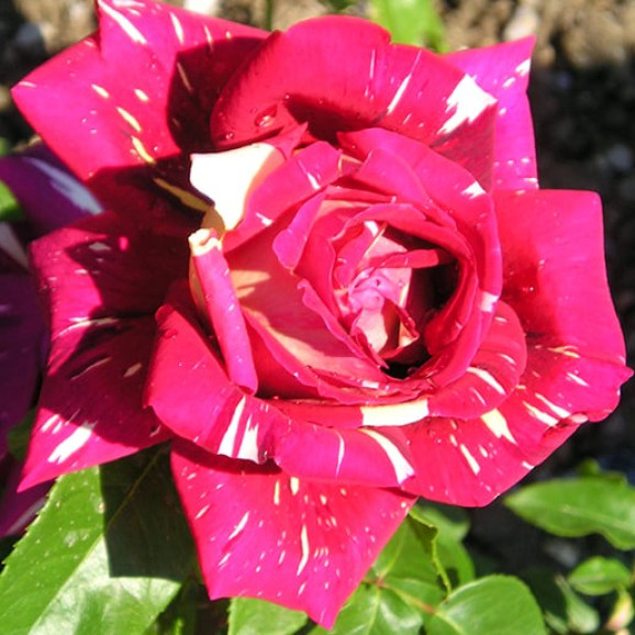 Саджанець троянди Пістрява Фантазія