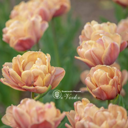 Цибулини тюльпану La Belle Epoque