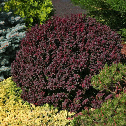 Саджанці барбарису Concorde (Конкорд)