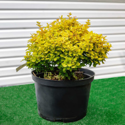 Саджанці барбарису Goldalita (Голдаліта)