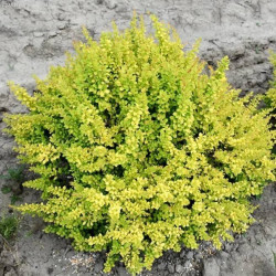 Саджанці барбарису Sunsation (Сенсейшн)