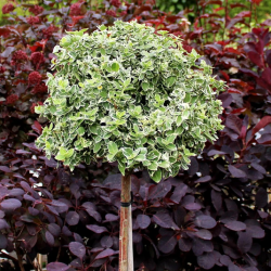 Саджанці бересклету Emerald Gaiety (Емеральд Гаєті) на штамбі