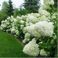 Саджанці гортензії волотистої Bobo (Бобо)