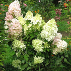 Саджанці гортензії волотистої Bombshell (Бомбшел)