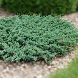 Саджанці ялівцю Blue Pacific (Блю Пасіфік)
