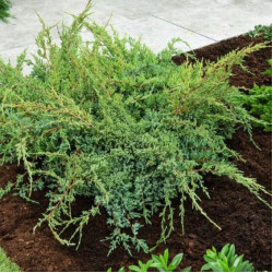 Саджанці ялівцю Holger (Холгер)