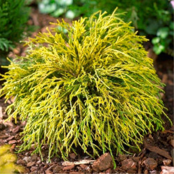 Саджанці кипарисовика​​​​​​​ Filifera Aurea Nana (Філіфера Ауреа Нана)