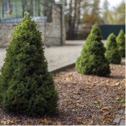 Ялина Conica (Коніка)