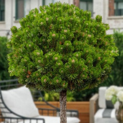 Сосна Sherwood Compact (Шервуд Компакт) на штамбі