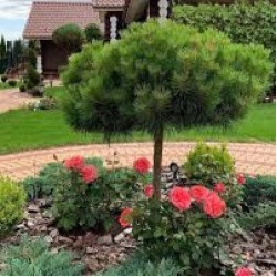 Сосна Black Prince (Блек Принц) на штамбі