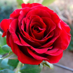 Саженцы розы Эксплорер