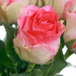 Саджанець троянди Малібу