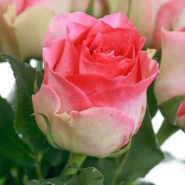 Саженцы розы Малибу