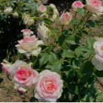 Саджанець троянди Малібу