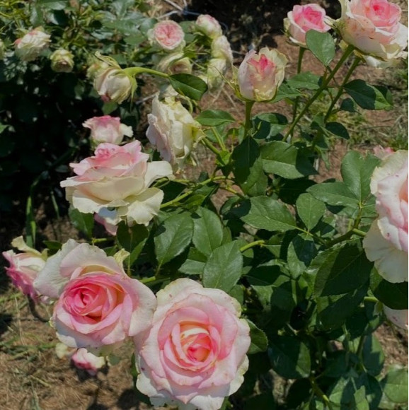 Саджанець троянди Малібу