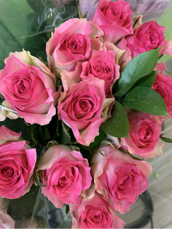 Саджанець троянди Малібу